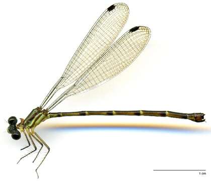 Image de Philogeniidae