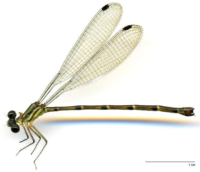 Image of Philogeniidae