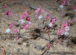 Centrostegia thurberi A. Gray ex Benth.的圖片