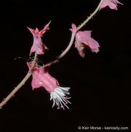 Centrostegia thurberi A. Gray ex Benth.的圖片