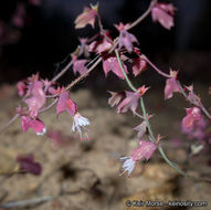 Centrostegia thurberi A. Gray ex Benth. resmi