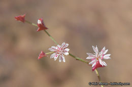 Image of red triangles