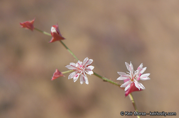 Centrostegia thurberi A. Gray ex Benth.的圖片