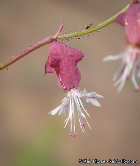 Centrostegia thurberi A. Gray ex Benth. resmi