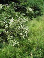 Image of Gray Dogwood