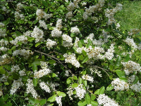 Image of Gray Dogwood