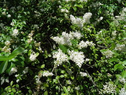 Image of Gray Dogwood