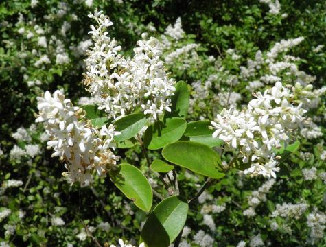 Image of Gray Dogwood