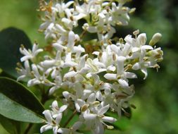 Image of Gray Dogwood