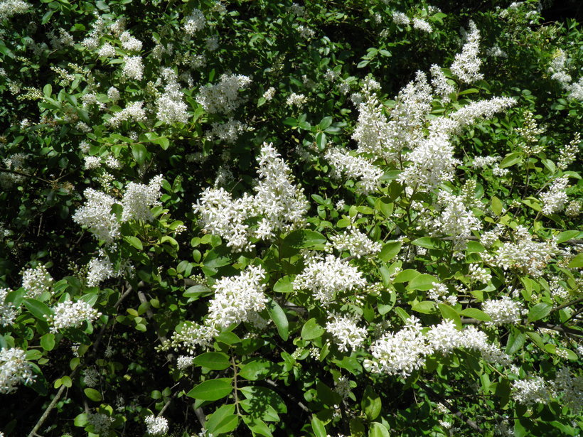 Image of Gray Dogwood