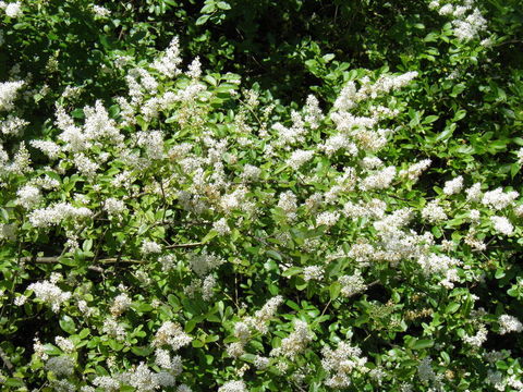 Image of Gray Dogwood