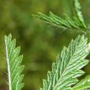 Image of sulphur cinquefoil