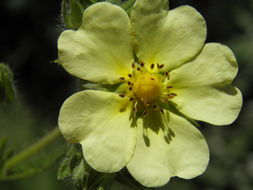 Image of sulphur cinquefoil