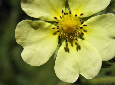 Image of sulphur cinquefoil