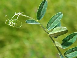 Image of Fodder Vetch