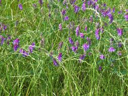 Vicia villosa subsp. varia (Host) Corb.的圖片