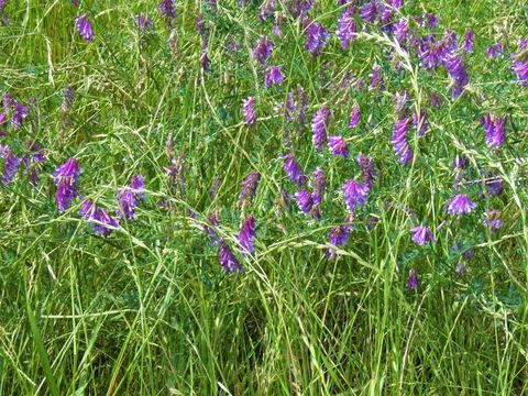 Imagem de Vicia villosa subsp. varia (Host) Corb.