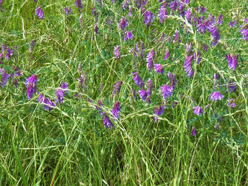 Image of Fodder Vetch