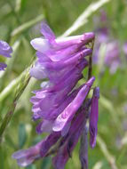 Vicia villosa subsp. varia (Host) Corb.的圖片