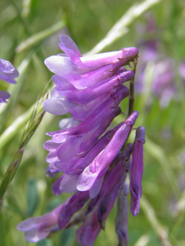 Sivun Vicia villosa subsp. varia (Host) Corb. kuva