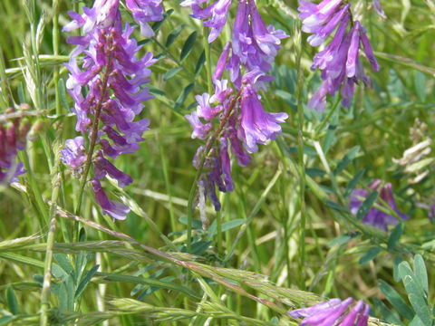 Imagem de Vicia villosa subsp. varia (Host) Corb.