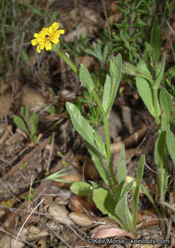 Image of Daisy