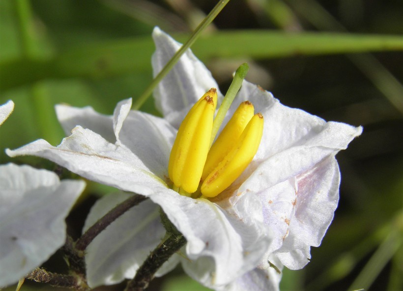 Image of Carolina horsenettle