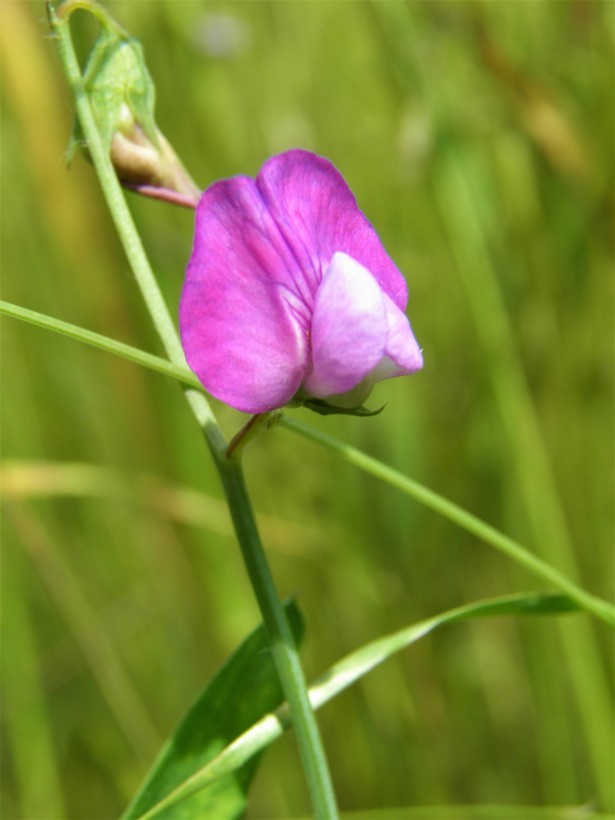 Plancia ëd Lathyrus hirsutus L.