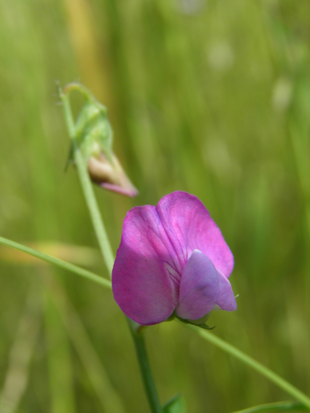 Plancia ëd Lathyrus hirsutus L.