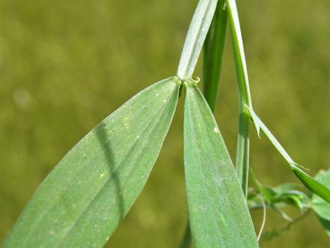 Plancia ëd Lathyrus hirsutus L.