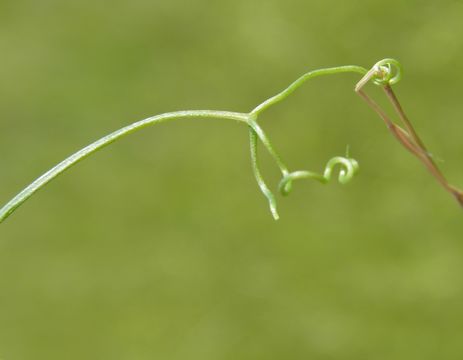 Plancia ëd Lathyrus hirsutus L.