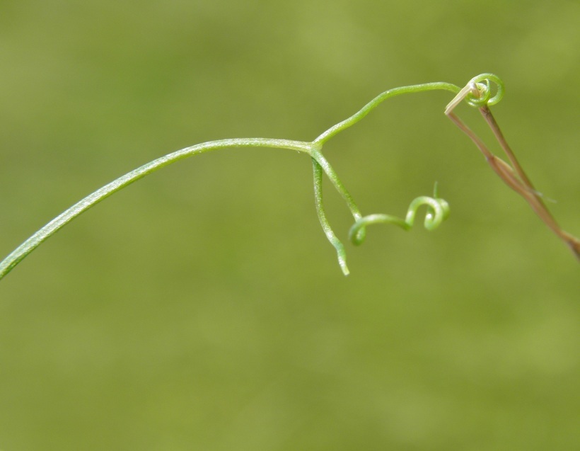 Plancia ëd Lathyrus hirsutus L.