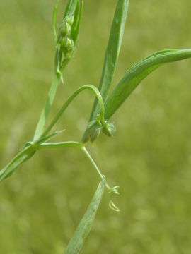 Plancia ëd Lathyrus hirsutus L.