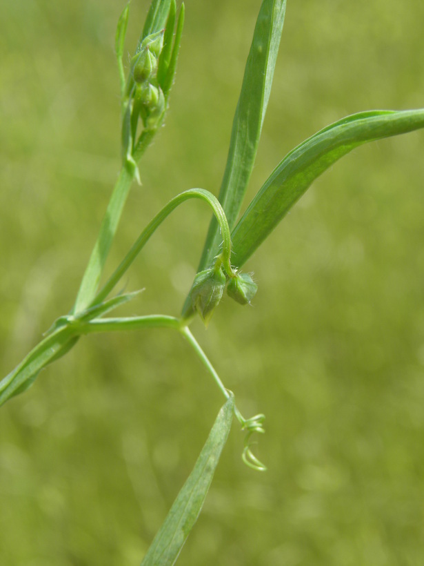 Plancia ëd Lathyrus hirsutus L.