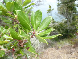 Image of summer holly