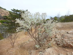 Image of island bristleweed