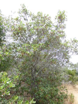 Image of feltleaf ceanothus