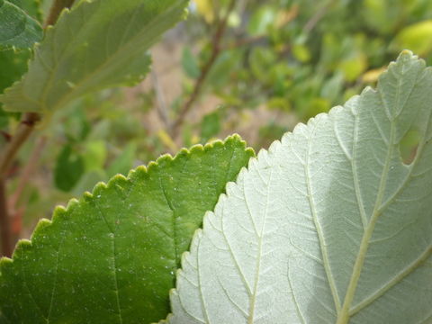 Image of feltleaf ceanothus