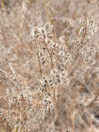 Image of narrowleaf bedstraw