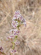 Image of narrowleaf bedstraw