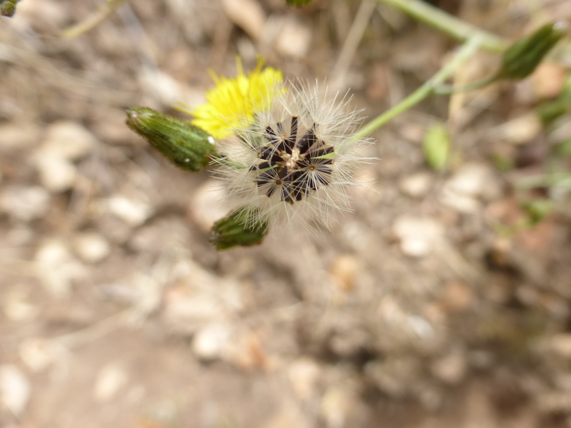 Image of <i>Hieracium argutum</i>