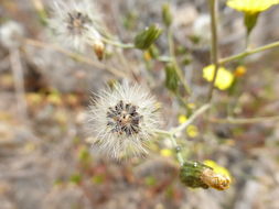 Image of <i>Hieracium argutum</i>