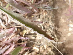 Image of <i>Hieracium argutum</i>