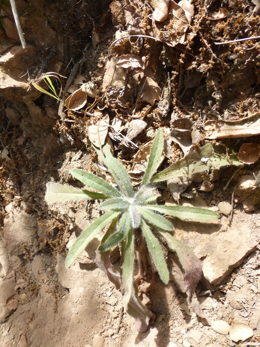 Image of <i>Hieracium argutum</i>