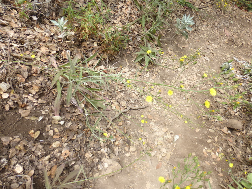 Слика од <i>Hieracium argutum</i>