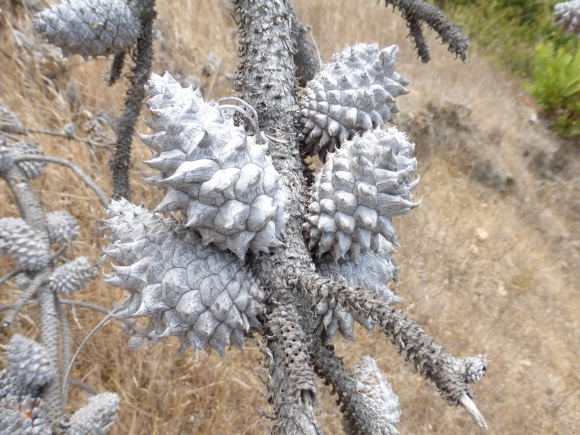 Image of Bishop pine