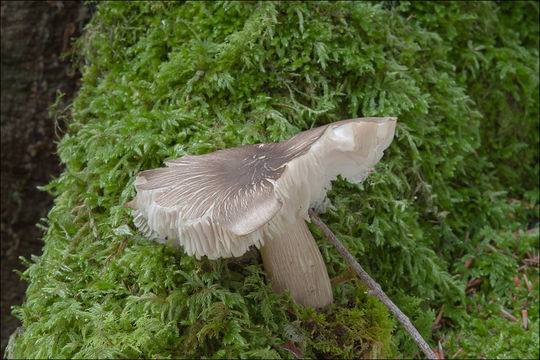 Plancia ëd Megacollybia platyphylla (Pers.) Kotl. & Pouzar 1972