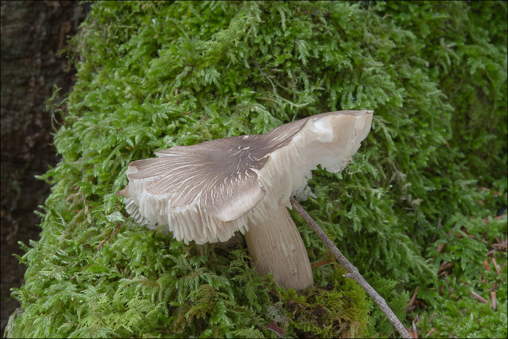 Imagem de Megacollybia platyphylla (Pers.) Kotl. & Pouzar 1972