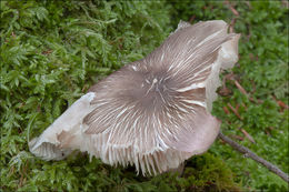 Image of Megacollybia platyphylla (Pers.) Kotl. & Pouzar 1972