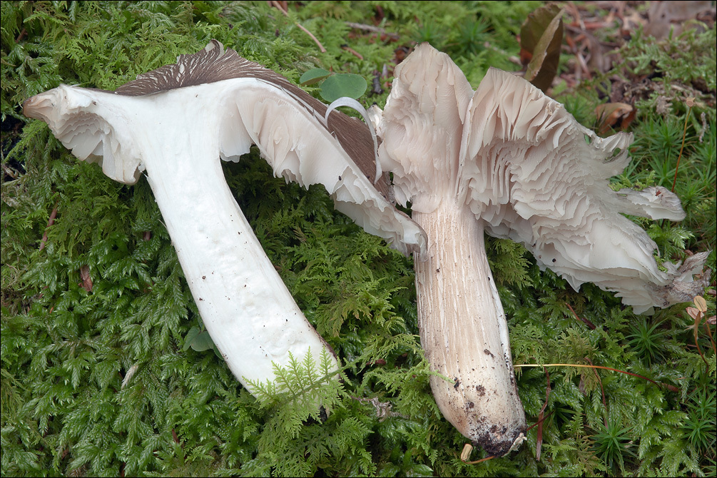 Image of Megacollybia platyphylla (Pers.) Kotl. & Pouzar 1972